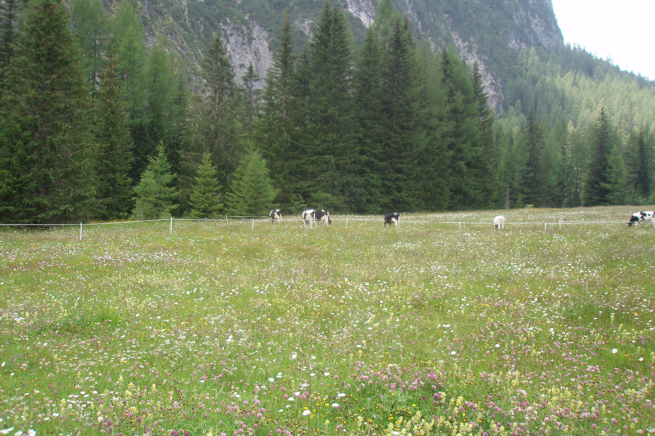 Meadow