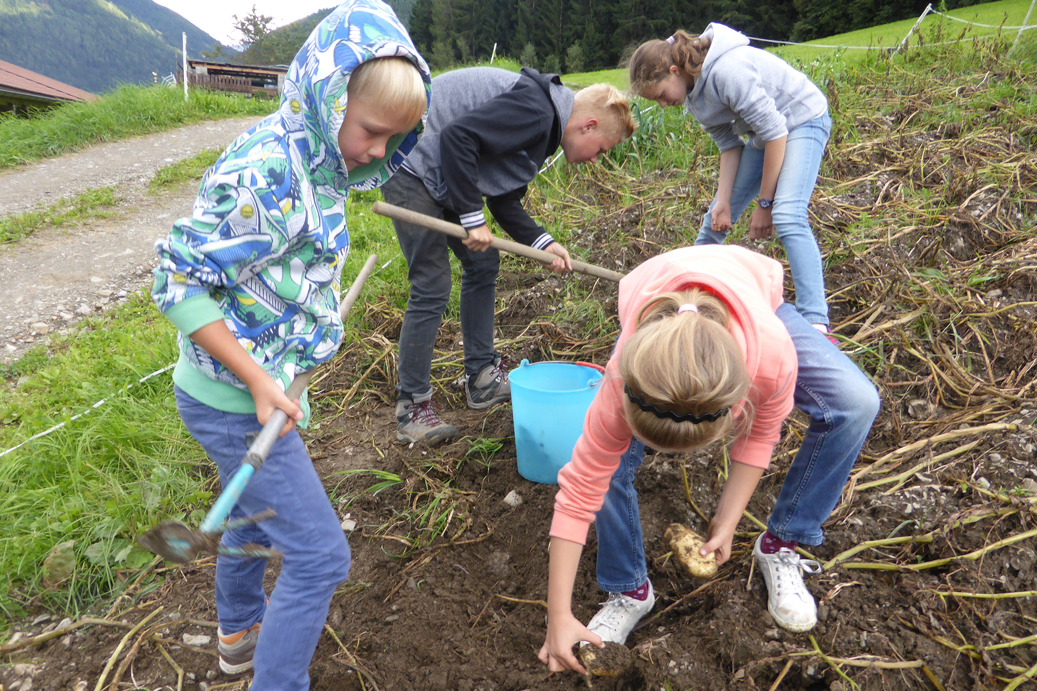 Potato harvest