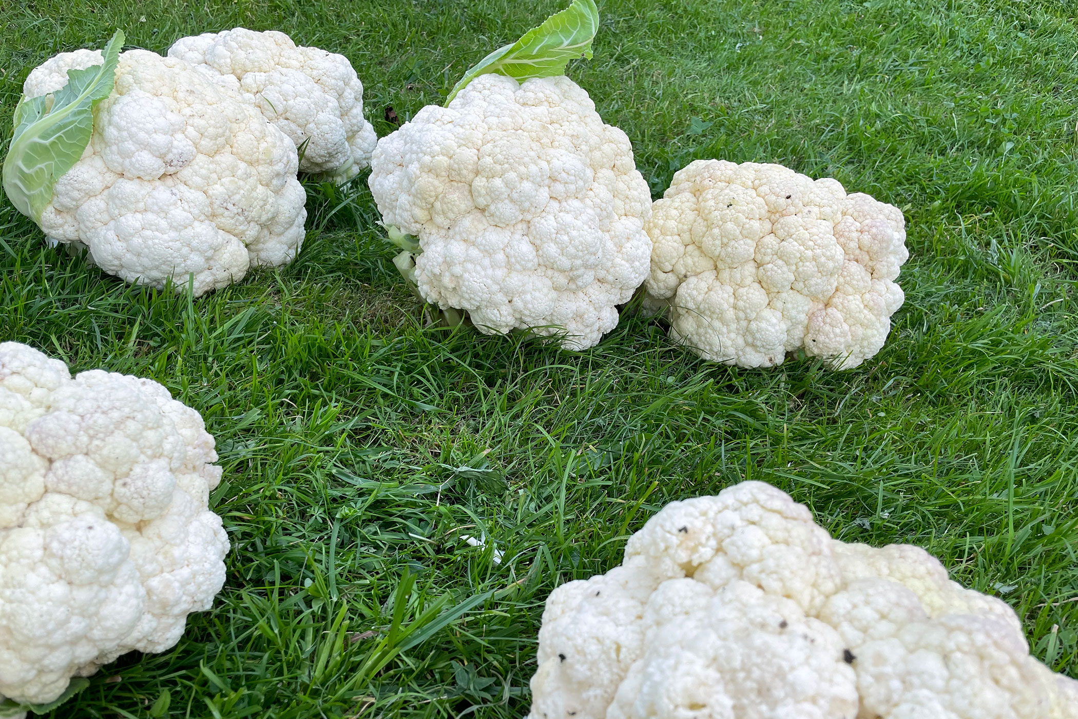Cauliflower